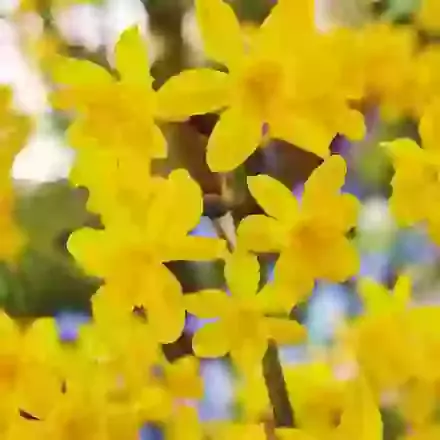 Diego